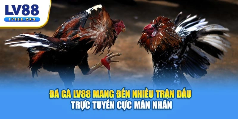 Đá gà LV88 mang đến nhiều trận đấu trực tuyến cực mãn nhãn